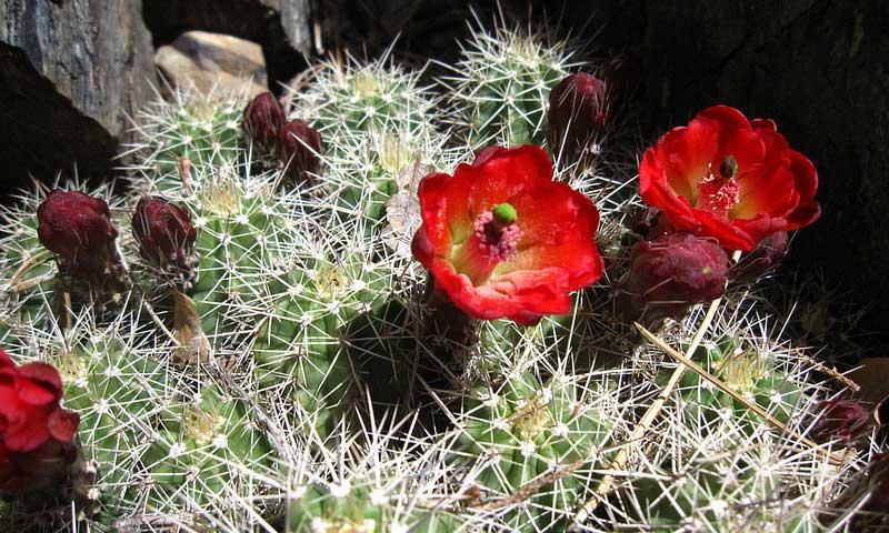 Highlands Center for Natural History in Prescott Arizona