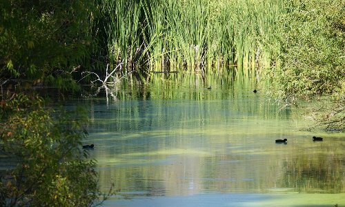 Hassayampa River